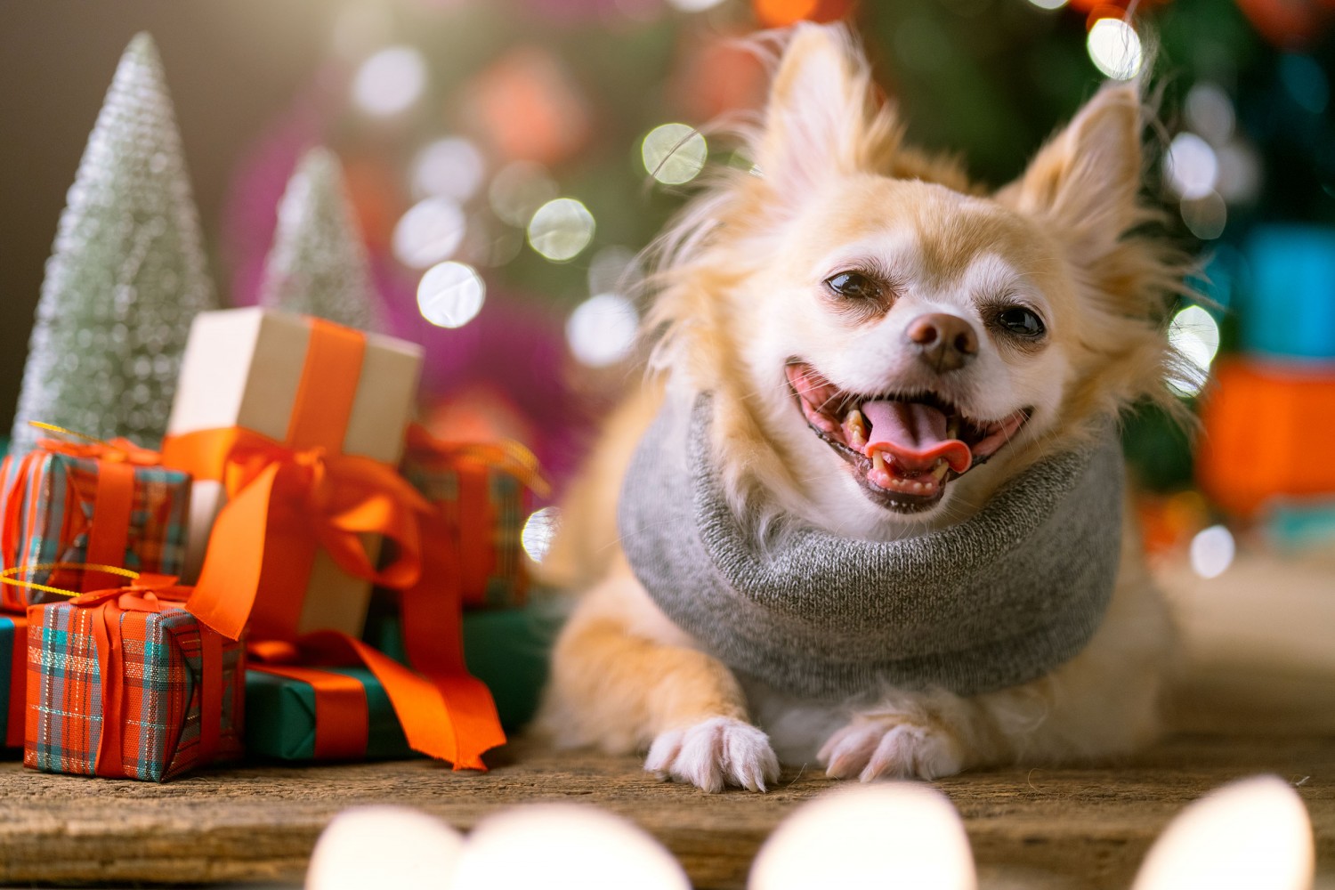 Chihuahua with a present